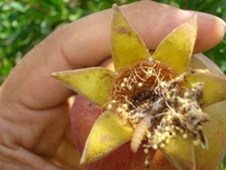 مبارزه بیولوژیکی با کرم گلوگاه انار در باغها انار