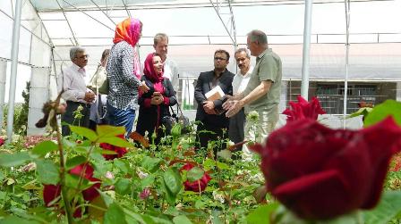 سرمایه گذاران هلندی متقاضی تولید زعفران در مرند