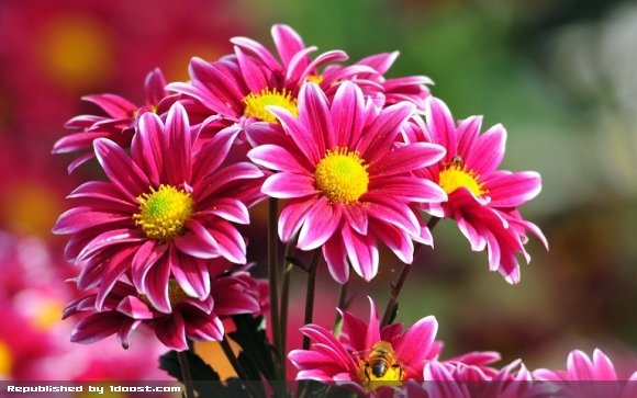 وقتی گیاهان انسان را به لبخند وا می دارند