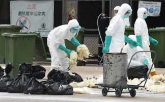 هنگ‌کنگ هزاران قطعه از انواع ماکیان را به علت آنفلوآنزا نابود کرد