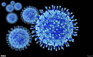 تلفات آنفلوآنزای خوکی در برزیل افزایش یافت