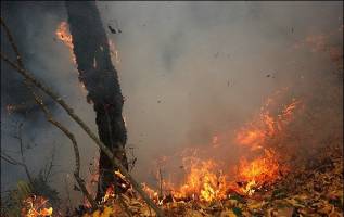 ۲۵۰۰ هکتار از جنگل های پاسارگاد از بین رفت