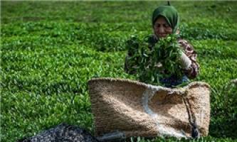 افزایش قیمت برگ سبز چای متناسب با هزینه‌ها نیست