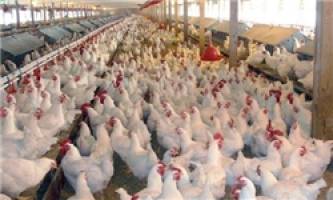 شاخص قیمت تولید مرغ در زمستان سال گذشته 6 درصد افزایش یافت
