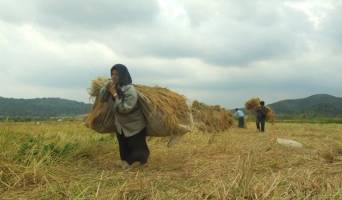 برنامه های روستایی صرفاً نام روستایی را یدک می کشند