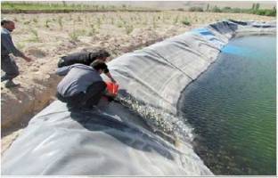 تحویل ۱۰هزار قطعه بچه ماهی کپور به کشاورزان مرند در سال ۹۵