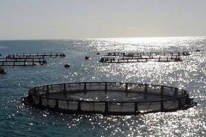عقب ماندگی قطب شیلاتی از آبزی پروری مدرن در دریا