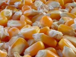 اعمال ممنوعیت واردات جو در فصل برداشت الزامی است