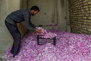 چهارمحال وبختیاری قابلیت تولید گل محمدی باکیفیت را دارد
