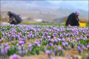 کاشت زعفران در ۴۵ هکتار از اراضی کشاورزی خرم‌آباد