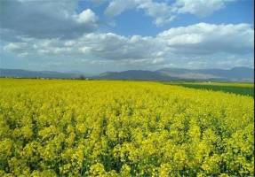تولید دانه های روغنی در چهارمحال و بختیاری افزایش می یابد