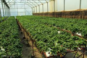 شهرستان های موفق در توسعه کشت گلخانه ای تشویق می شوند