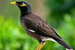  400 قطعه مرغ مینا قاچاق در خراسان جنوبی کشف شد