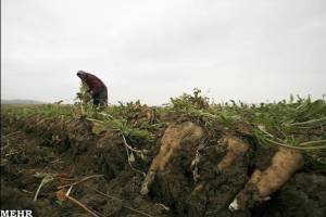 تولید چغندر قند در چهارمحال و بختیاری افزایش پیدا می کند