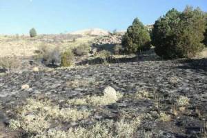 سوختن  1.5 هکتار از مراتع منطقه حفاظت شده بزد تربت جام 