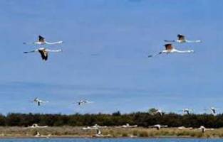 زنگ خطرخشکسالی بیخ گوش تالاب میانکاله