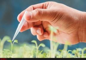 نقش اول محصولات تراریخته در کشاورزی جهان