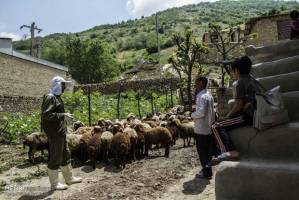 ۵۷۰ هزار رأس دام در قزوین علیه بیماری تب برفكی واکسینه شدند
