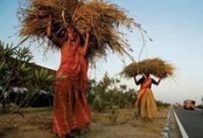 تنزل تولید جهانی غلات