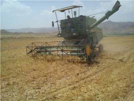 ۳۷ هزار تن محصول گندم و ۷هزار تن جو از گندم زارهای ماهنشان برداشت می شود