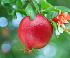 شکوفه انار، درمان طبیعی کنترل دیابت