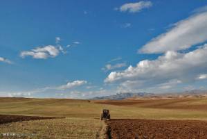 خریداری ۱۰۰ هزار تن محصول جو از کشاورزان لرستانی