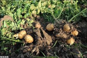 بدهی ۵۵ میلیارد ریالی صادرات سیب‌زمینی اردبیل پرداخت می‌شود