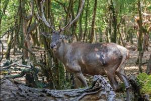 زیستگاه اصلی بزرگترین گوزن ایرانی مناطق حفاظت شده چالوس است