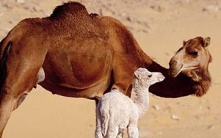 لگد خوردن خانم بازیگر از شتر + فیلم