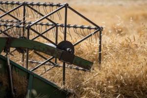 برداشت مکانیزه گندم از مزارع چهارمحال و بختیاری آغاز شد