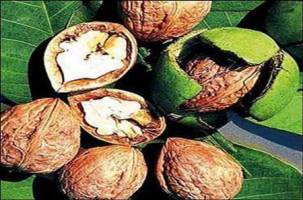 تولید و تکثیر گردو پیوندی در خوی