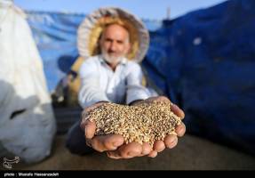 ورود ۵۲۳ هزار تن گندم با وجود ممنوعیت 