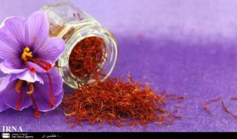 افزایش پنج هزار هکتاری سطح زیر کشت زعفران در خراسان رضوی