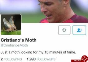 شب‌ پره‌ای با هزاران فالوئر! +عکس