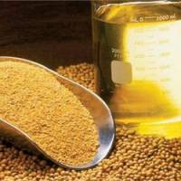 لزوم کاهش وابستگی به واردات دانه های روغنی