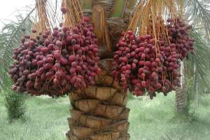 واکنش وزارت جهاد به خشکیدگی خرما در کرمان