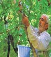 دغدغه باغداران خمین برای فروش محصولات تولیدی