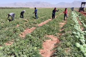 ۲ هزار هکتار از اراضی ورامین به کشت محصولات جالیزی اختصاص دارد