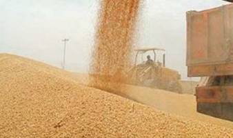 مشکل کمبود فضای مراکز خرید گندم سقز به زودی برطرف می شود