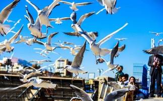 پرندگان در شهرها خشمگین تر هستند