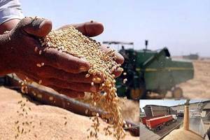 ۷۱۶ میلیارد ریال از مطالبات گندمکاران مازندران پرداخت شد