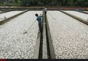 ارزآوری یک سبد ماهی معادل یک بشکه نفت