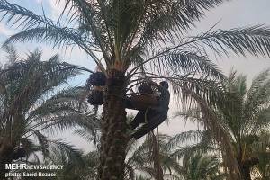 خرمایی که مفت از چنگ باغداران می‌رود