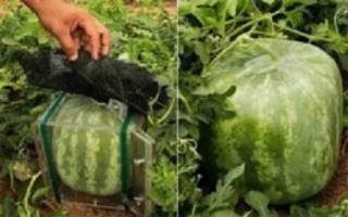 تولید هندوانه مکعبی و شش وجهی در البرز