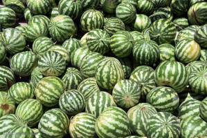 وزارت جهاد آب‌بر بودن کشت هندوانه را رد کرد