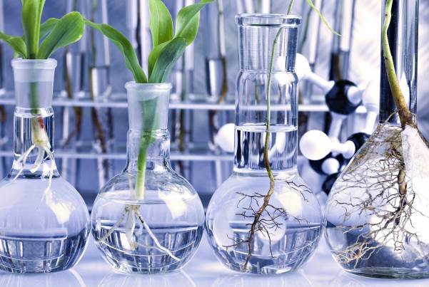 سلامت آفت کش بیولوژیکی «بی تی» برای مصرف انسان تأیید شده است