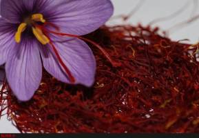 کاهش قیمت زعفران ادامه دارد