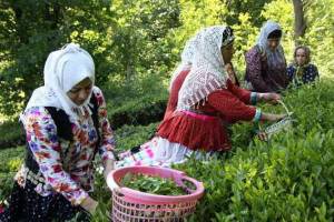 شکسته شدن رکورد تولید چای