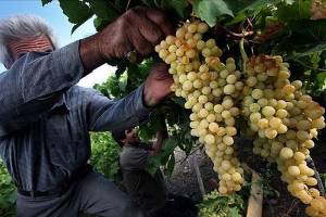 برداشت ۱۵ هزار تن انگور در استان قم