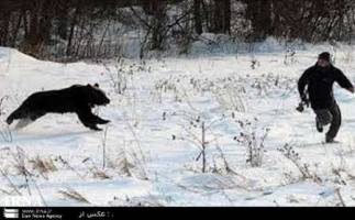  خرس به چوپان در نکای ماندران حمله کررد